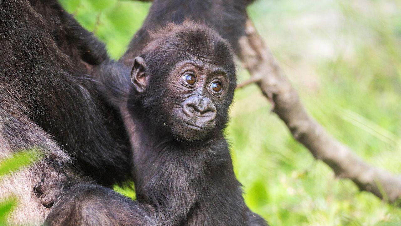 Baby Gorilla Cam backdrop