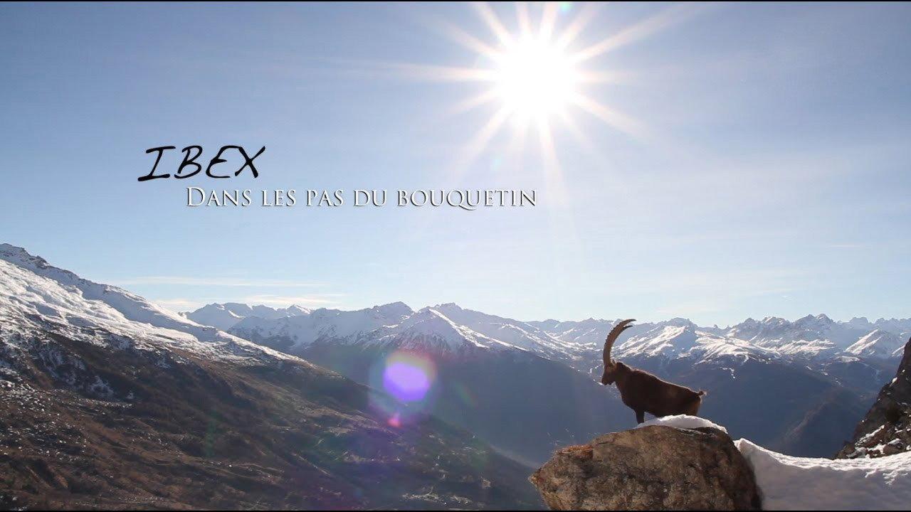 Ibex; In the Footsteps of the Ibex backdrop
