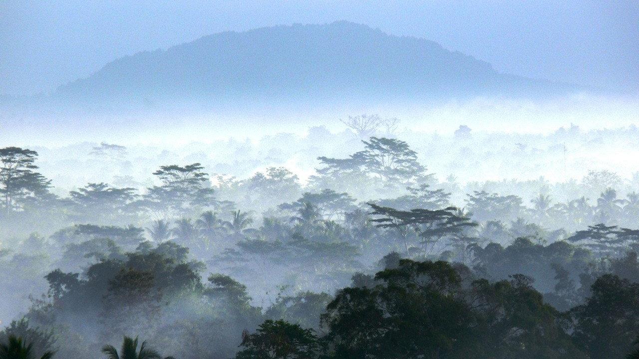 Wild Indonesia backdrop