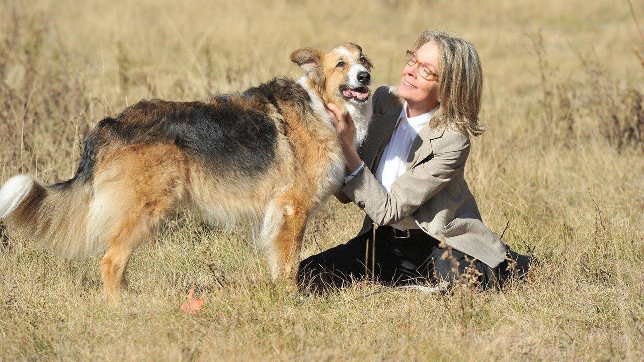 Darling Companion backdrop