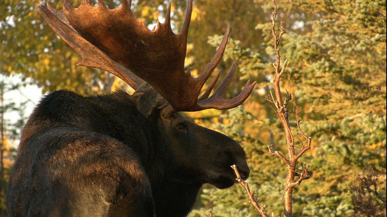 In the Land of the Moose backdrop