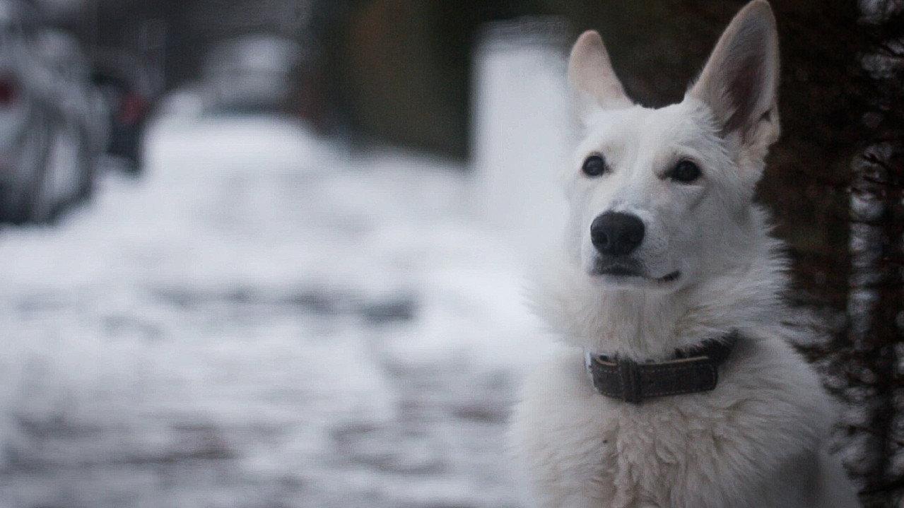Snow Puppy backdrop