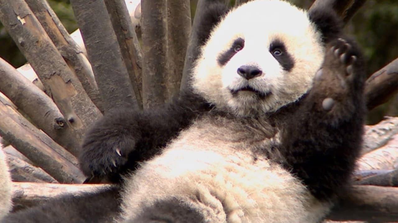 The Land Of Abundance The Legend Of Pandas backdrop