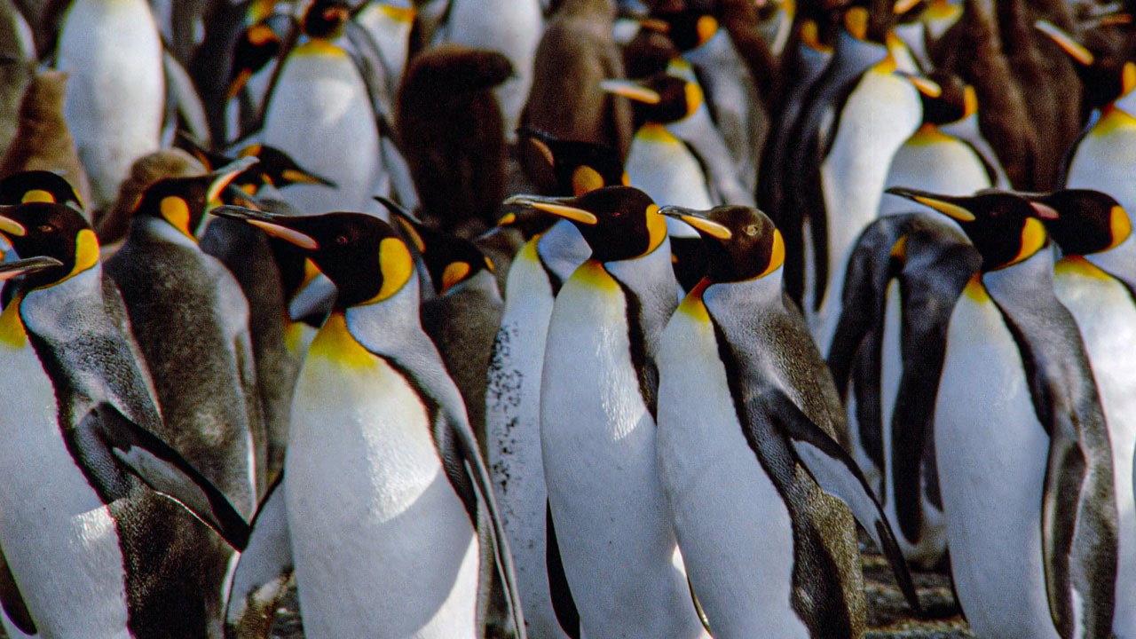 The Congress of Penguins backdrop