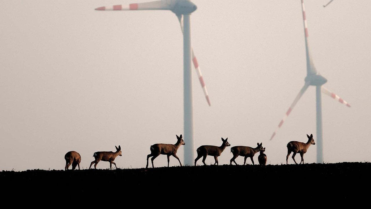 Wildnis 2.0 - Die Tierwelt auf Umwegen backdrop