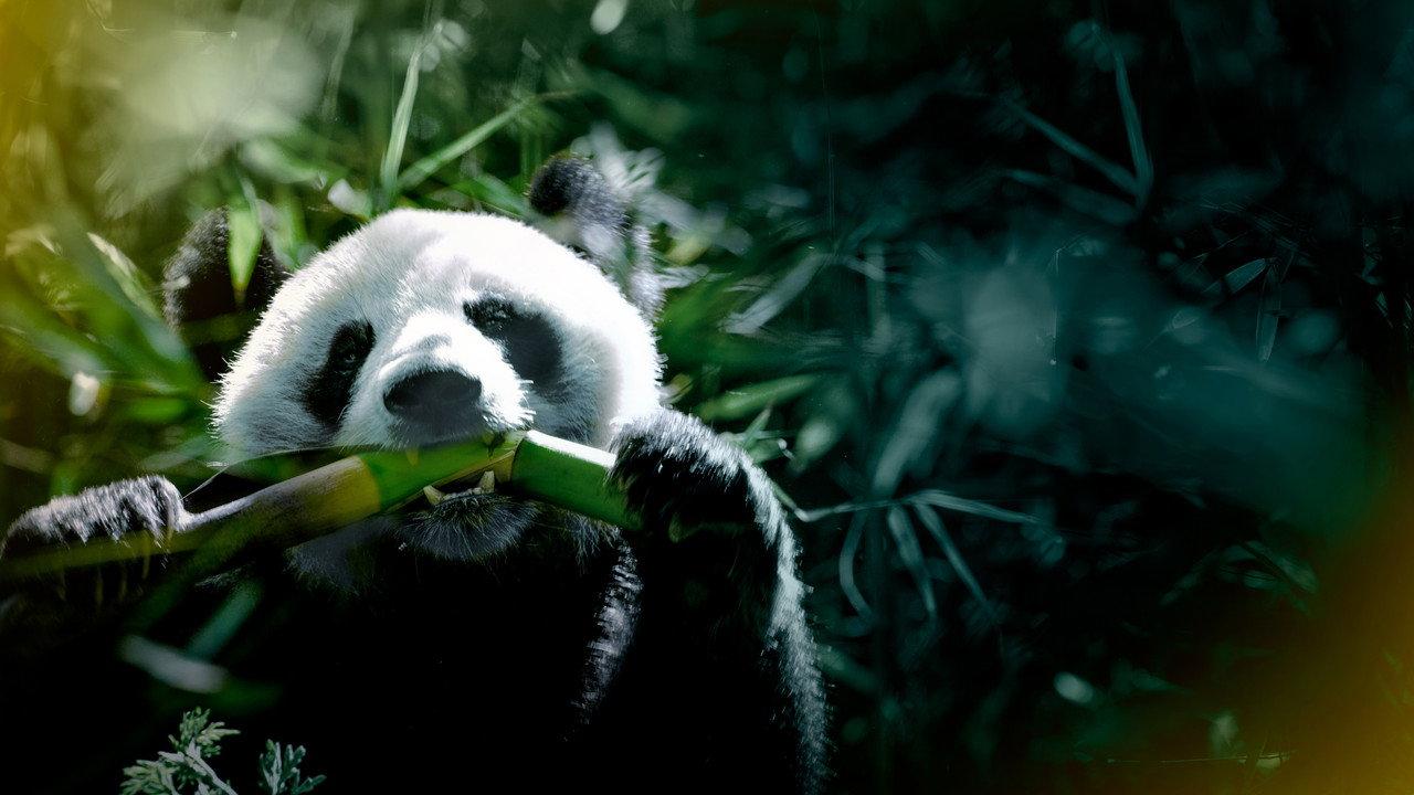 The Hidden Kingdoms of China backdrop