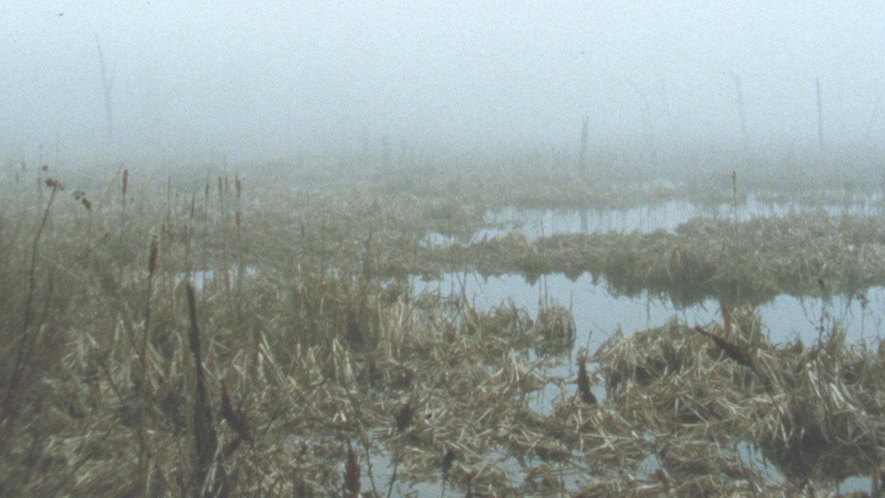 Early Spring Wetlands backdrop
