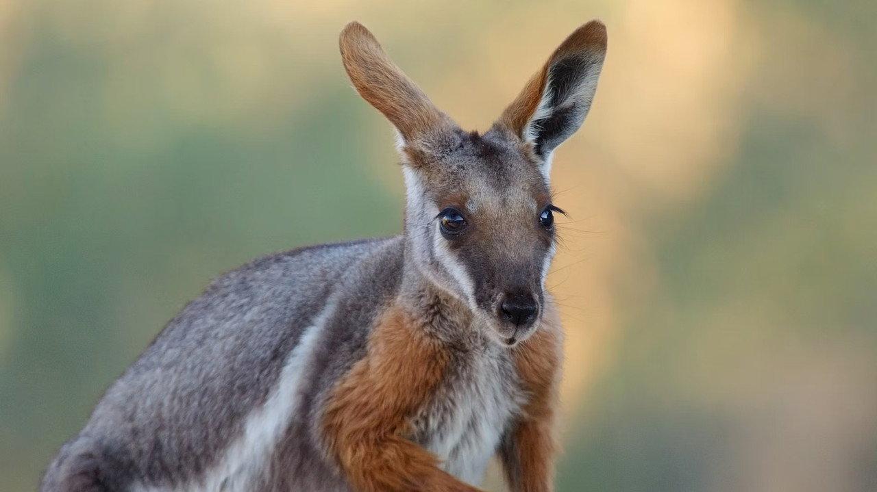 Australia: The Wild Continent backdrop