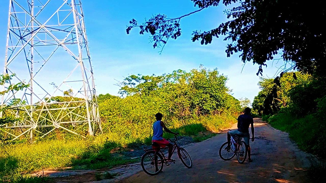 Bicycles and Trees backdrop