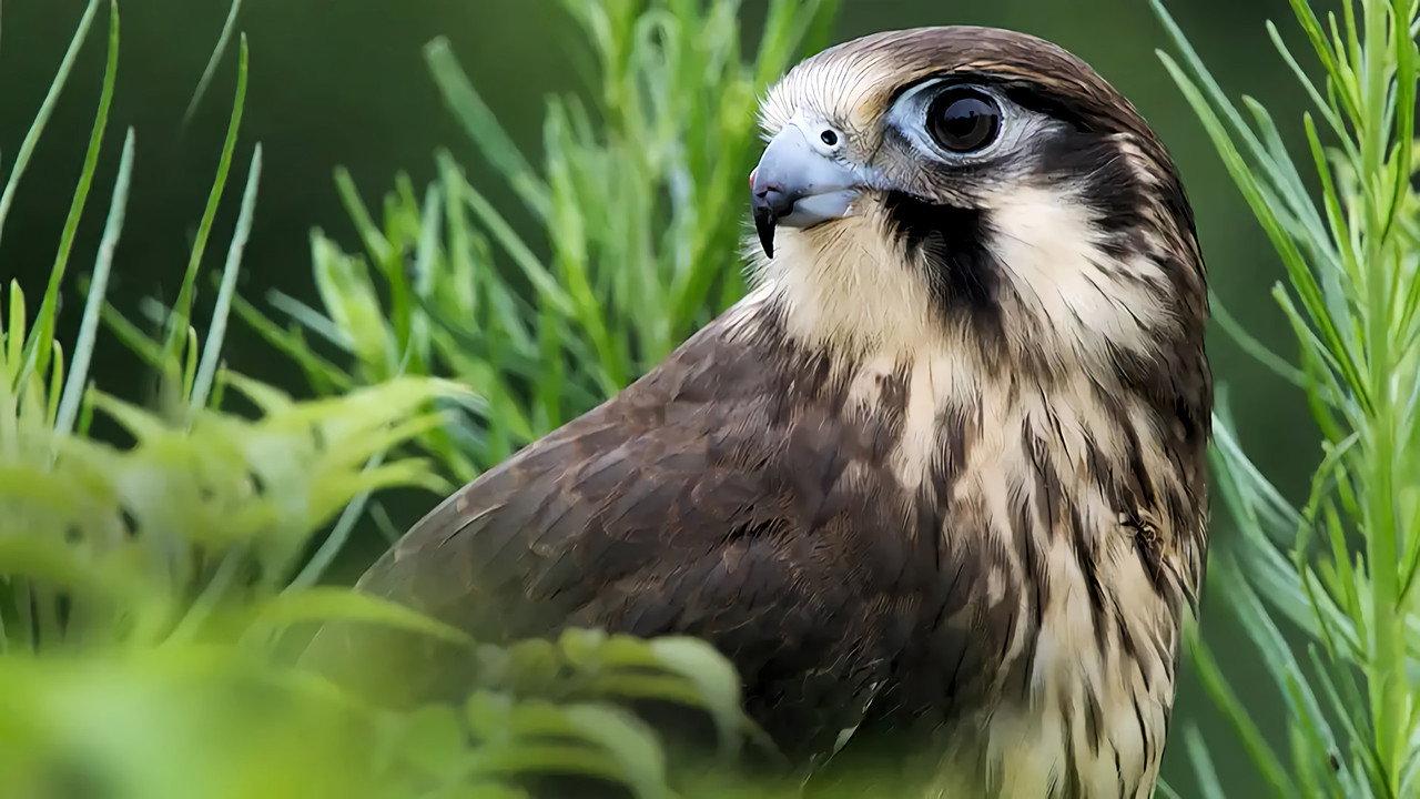 Wild Birds of Australia backdrop