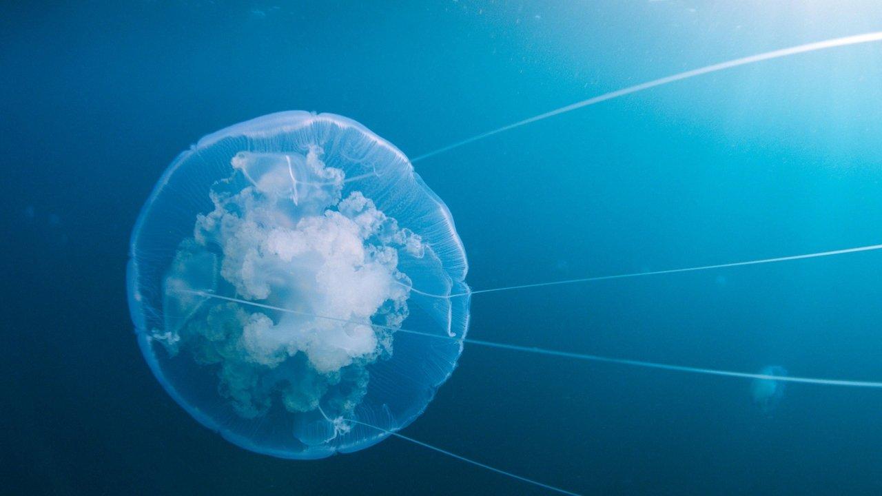 Voyage of Time: Life's Journey backdrop