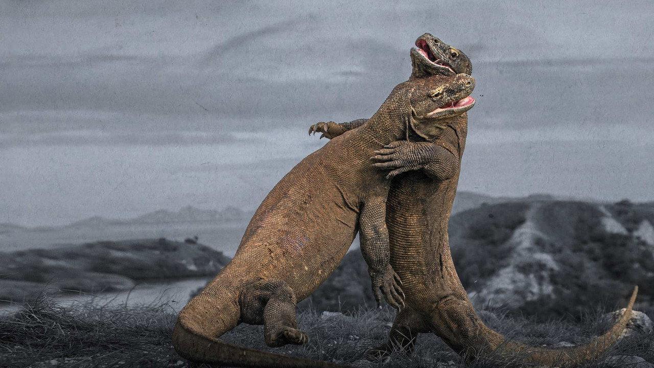 Komodo Dragon Fight! backdrop