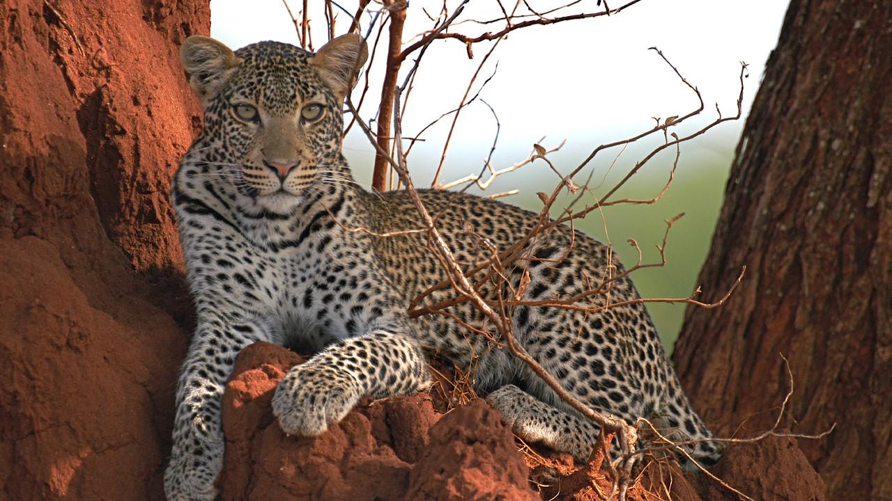 Surviving the Serengeti backdrop