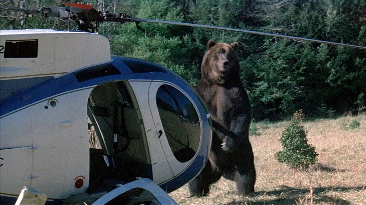 Grizzly backdrop