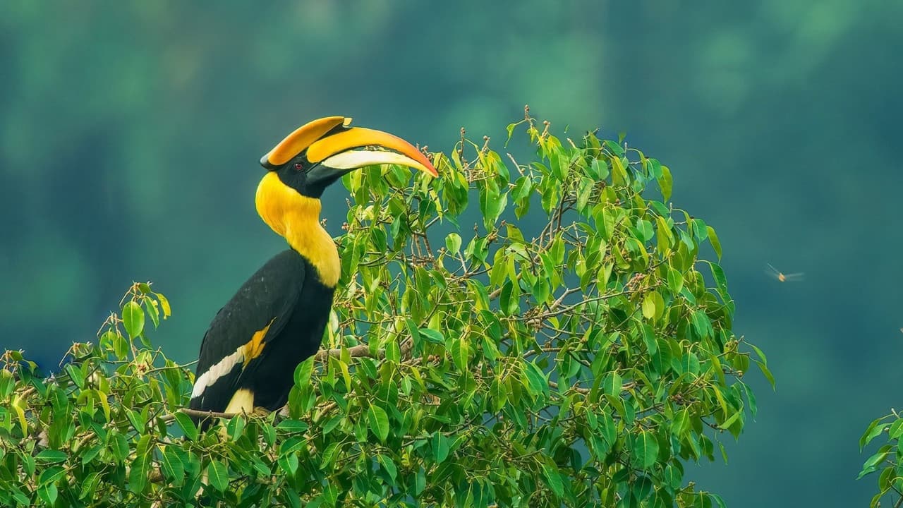 Nilgiris - A Shared Wilderness backdrop