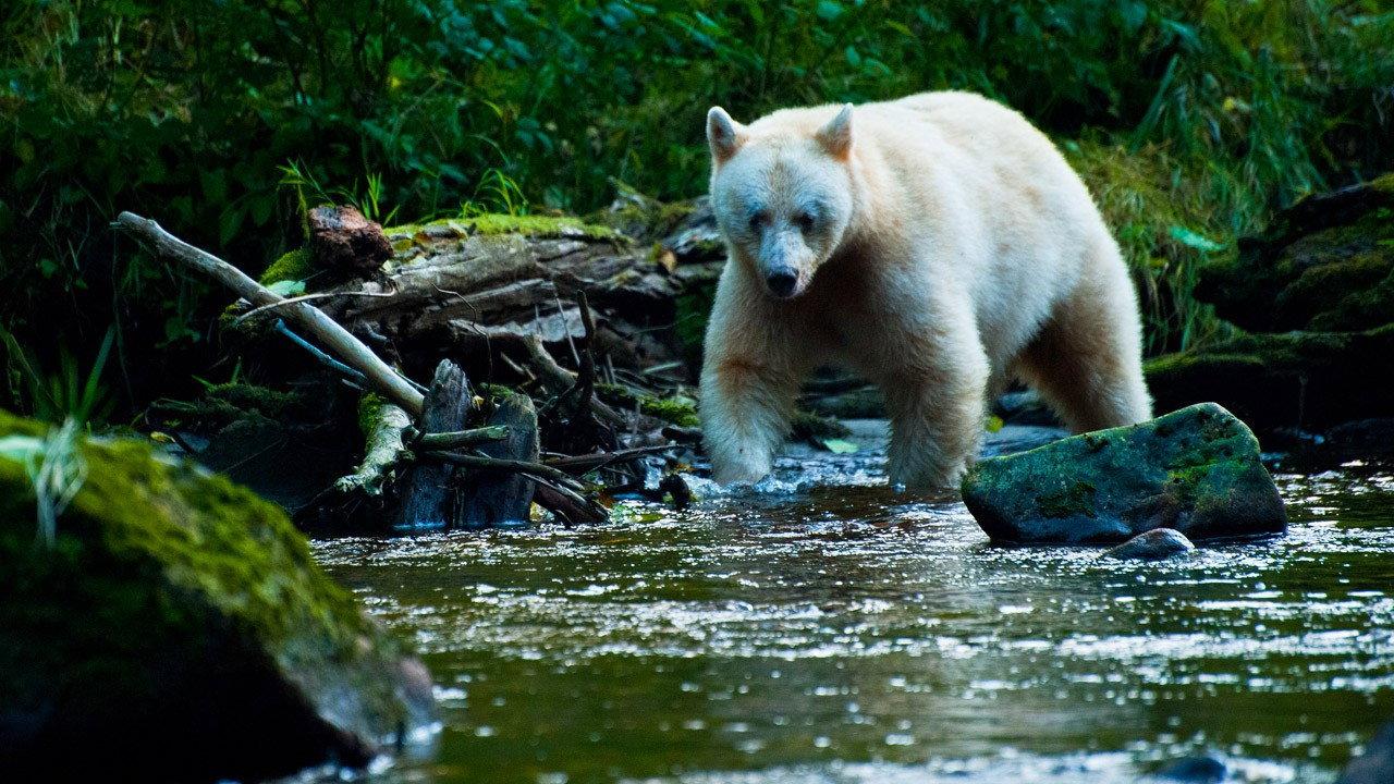 National Geographic: Nature Untamed backdrop