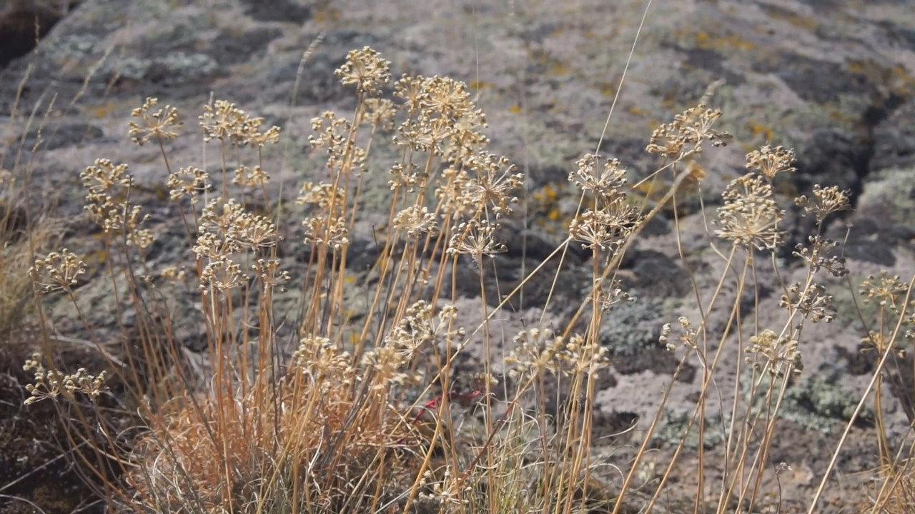 степ, де бігають зайці, фазани, а дехто навіть бачив лисиць backdrop
