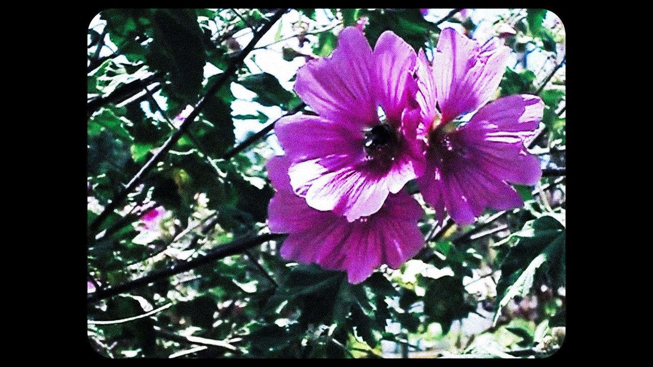 Flowers backdrop