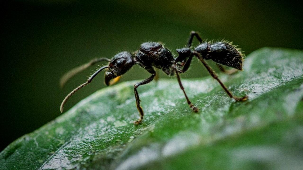 Fabulous Insects - Ants backdrop