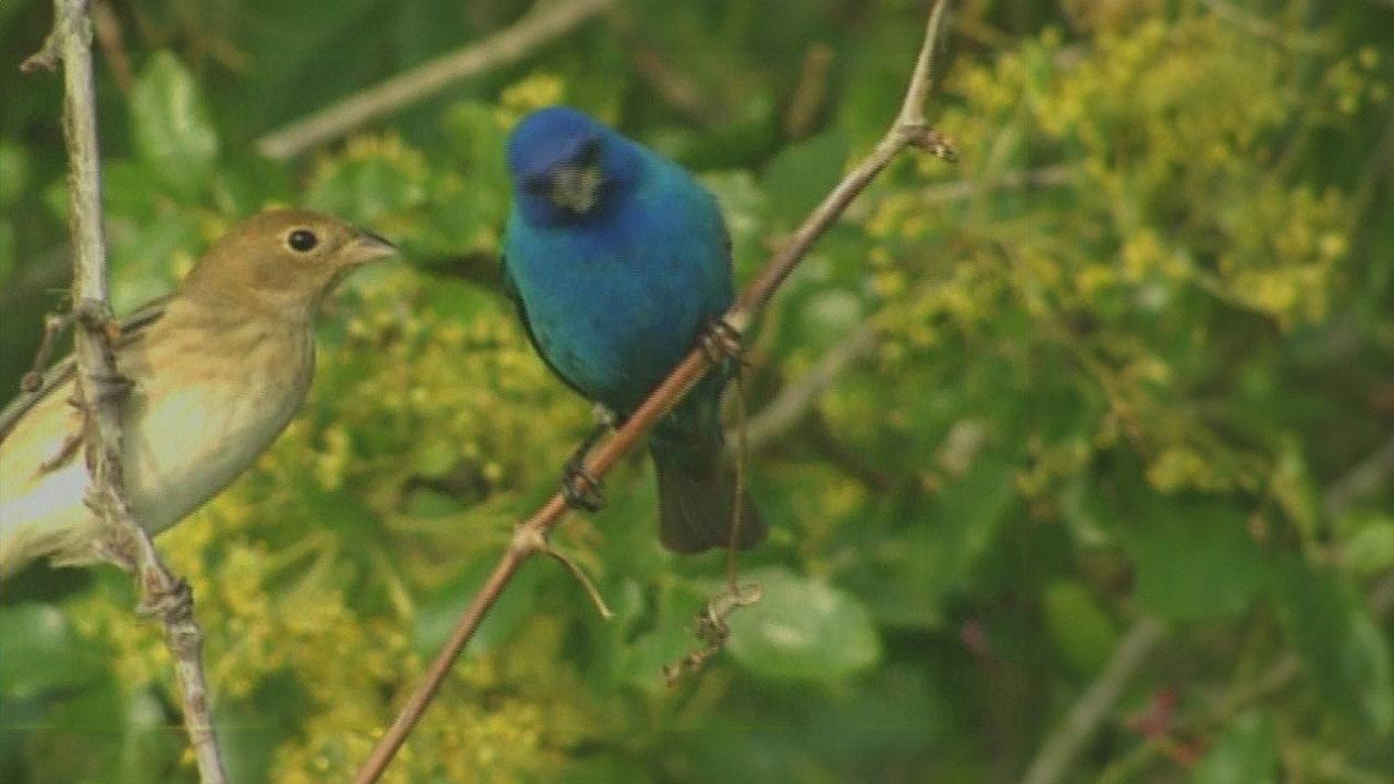 Birdsong and Coffee: A Wake-Up Call backdrop