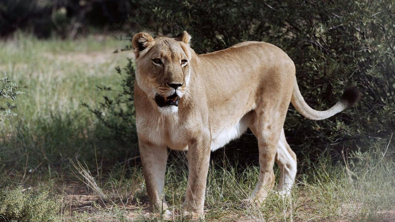 Botswana, Leben mit Löwen backdrop