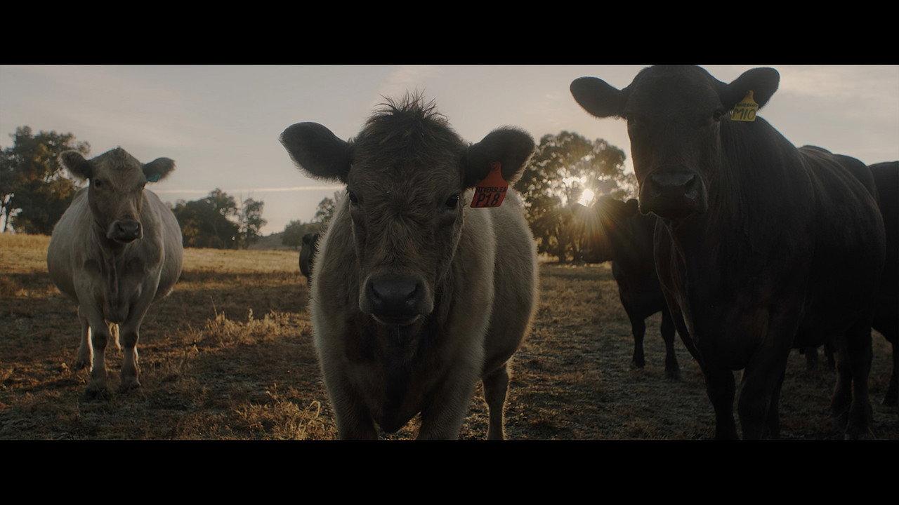 With the Cattle backdrop