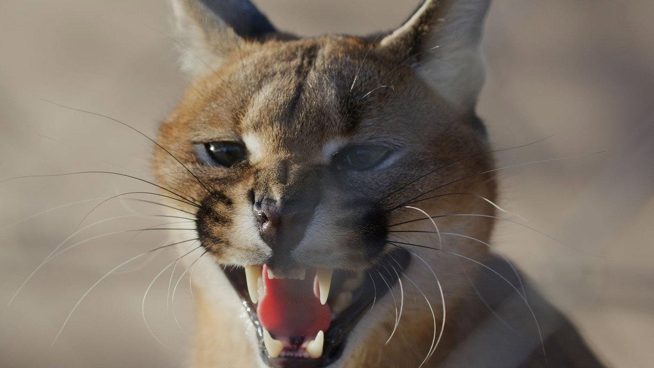 Caracal: The Lone Cat Society backdrop