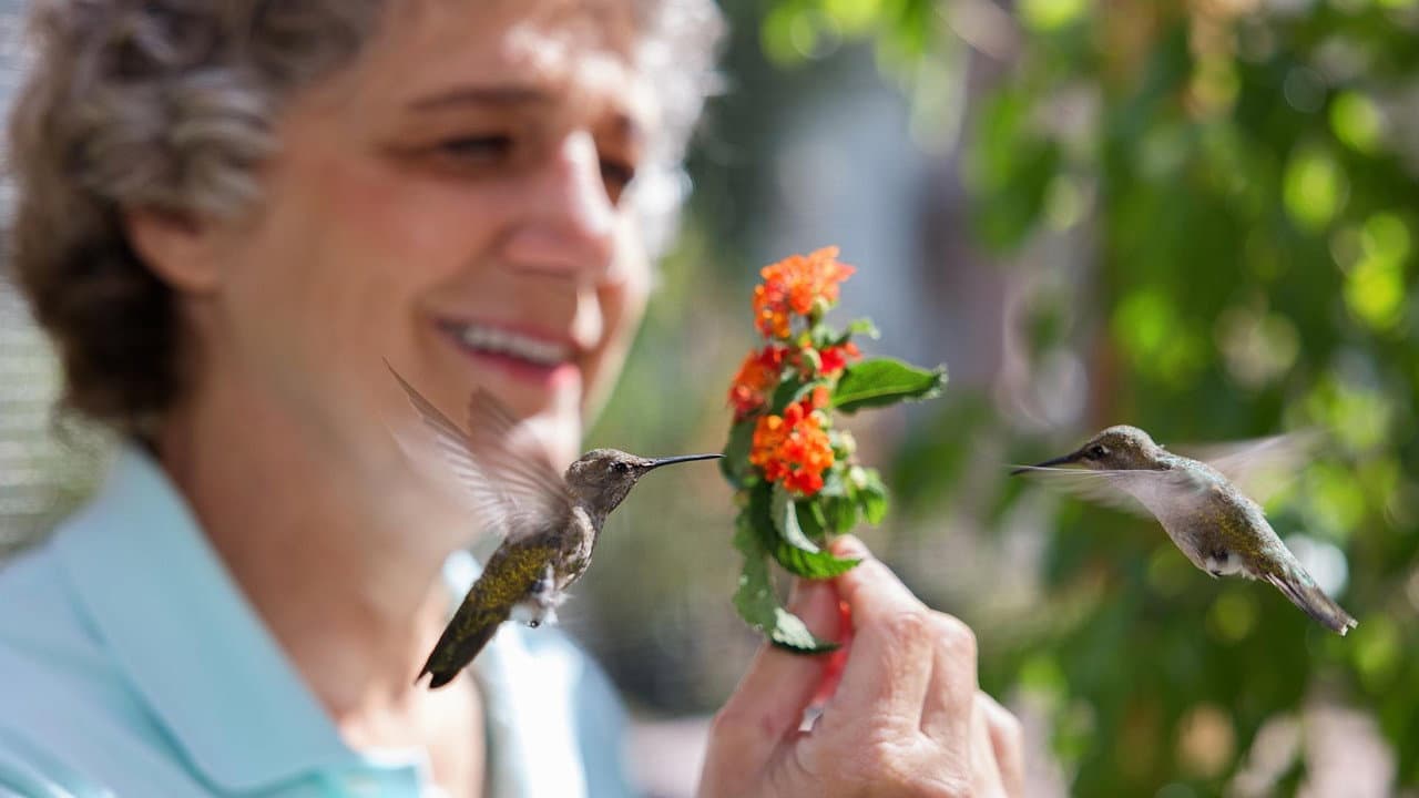 Hummingbirds of Hollywood backdrop