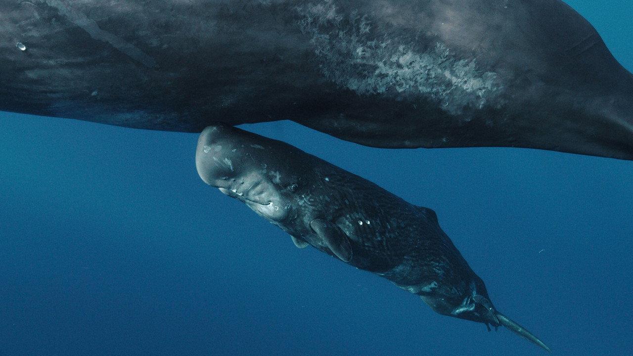 Whales and I backdrop