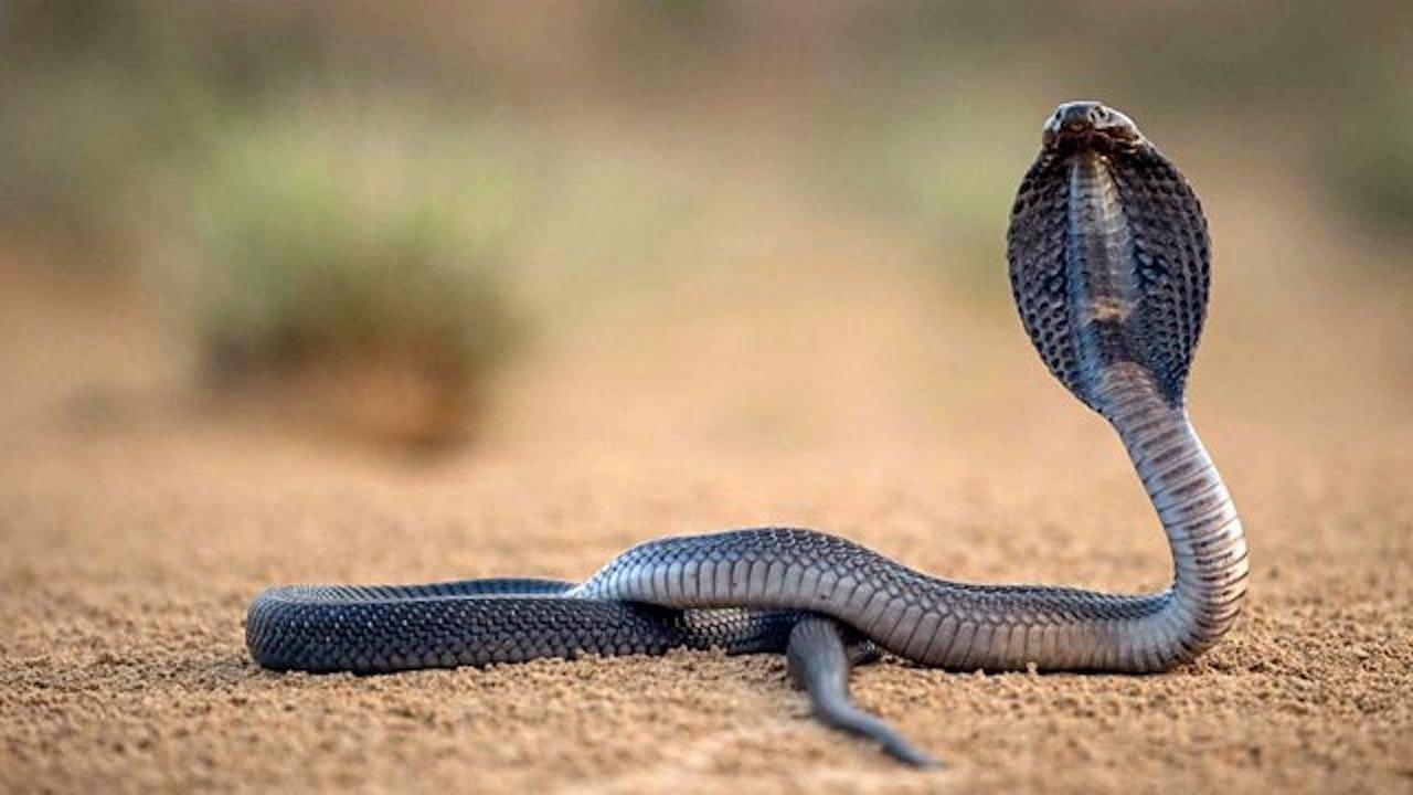 One Million Snake Bites backdrop