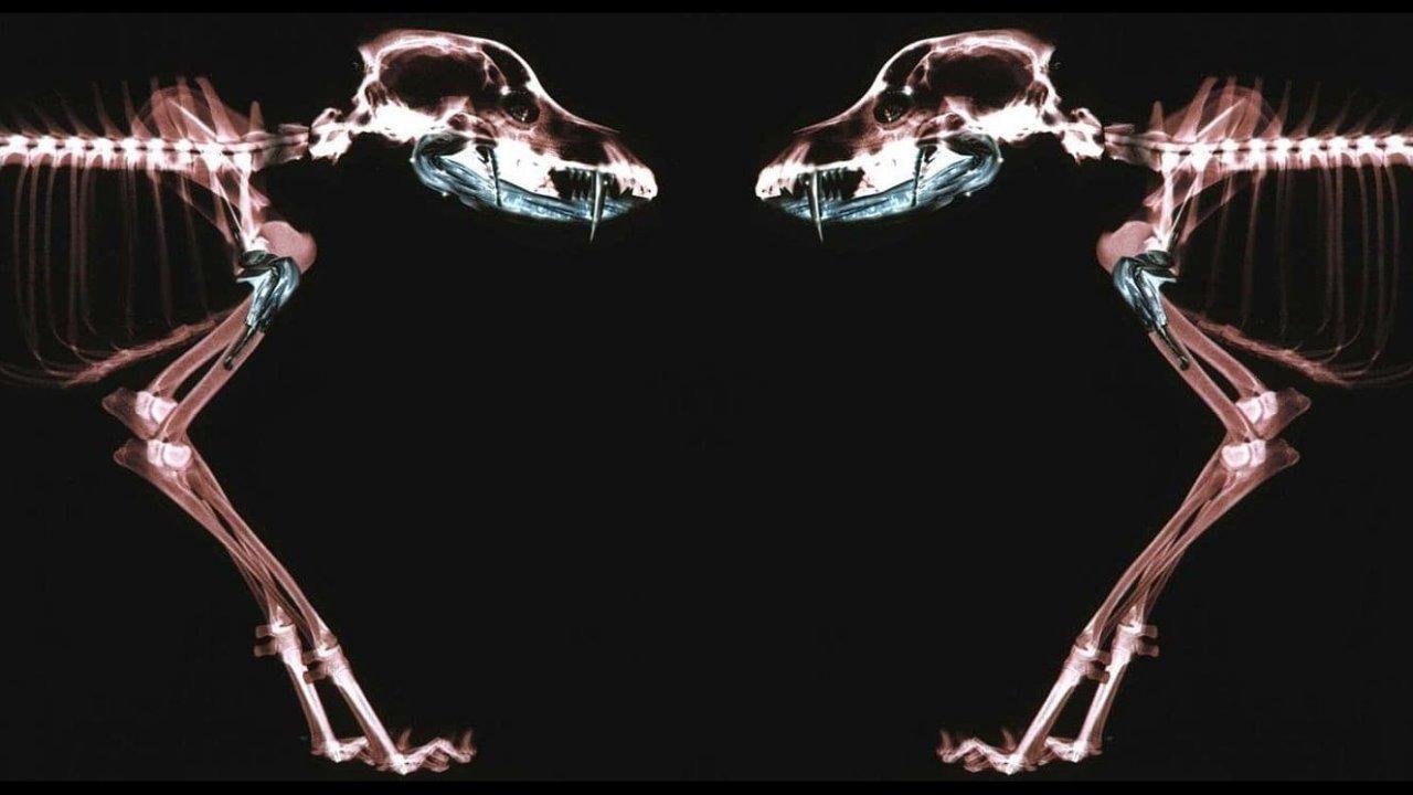 Rottweiler backdrop