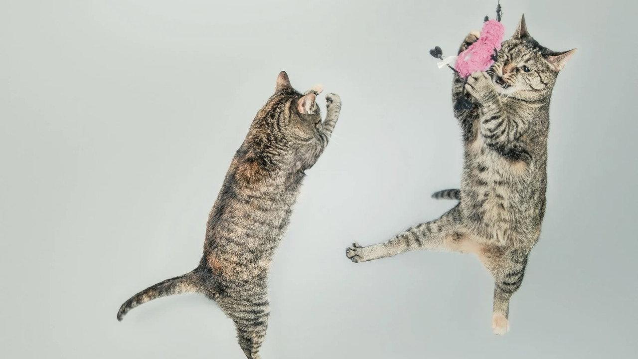 CatVideoFest 2026 backdrop
