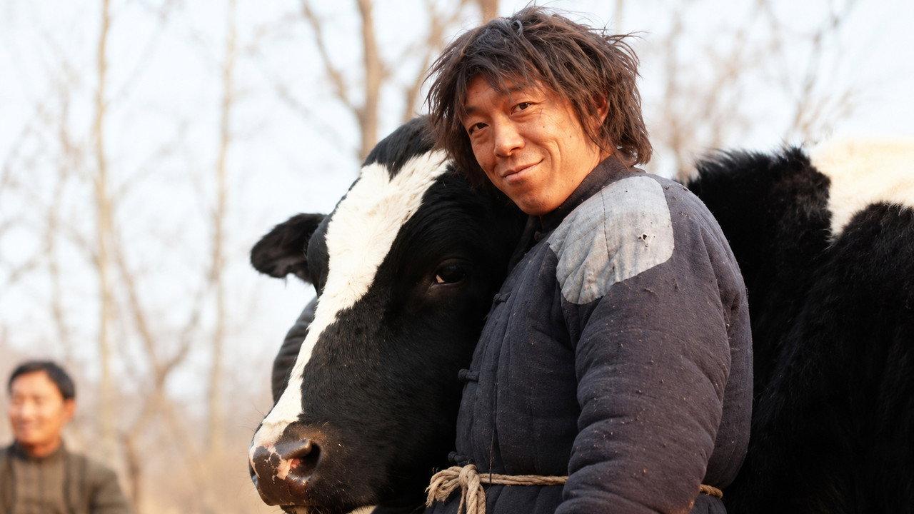 Cow backdrop