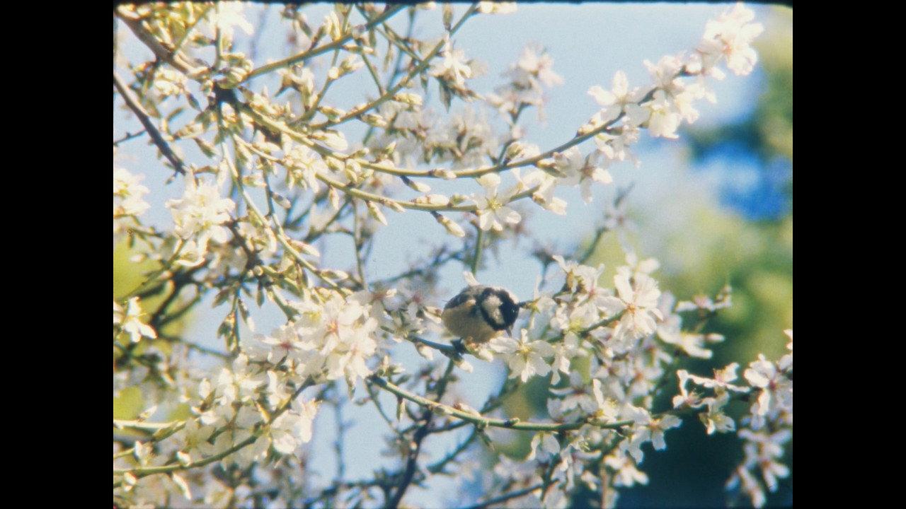Desmayo Largueta backdrop