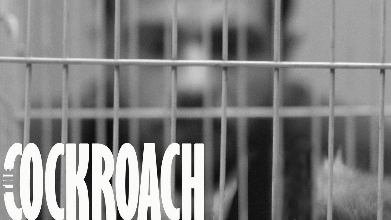 The Cockroach backdrop