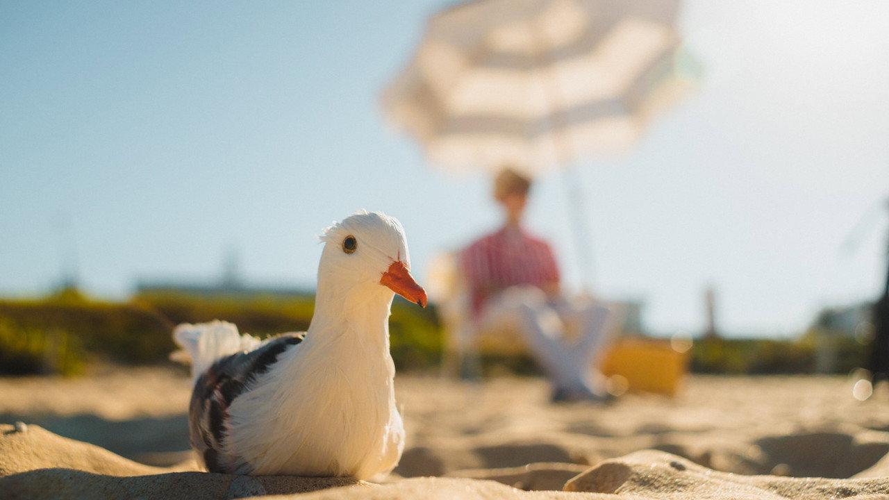 Seagulls & Stripes backdrop