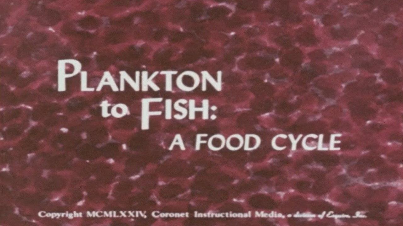Plankton to Fish: A Food Cycle backdrop