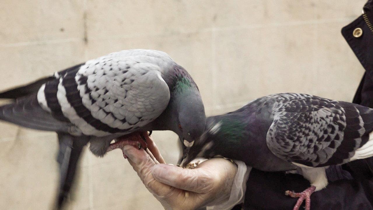 The Pigeon backdrop