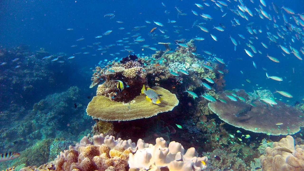 Great Barrier Reef with David Attenborough backdrop