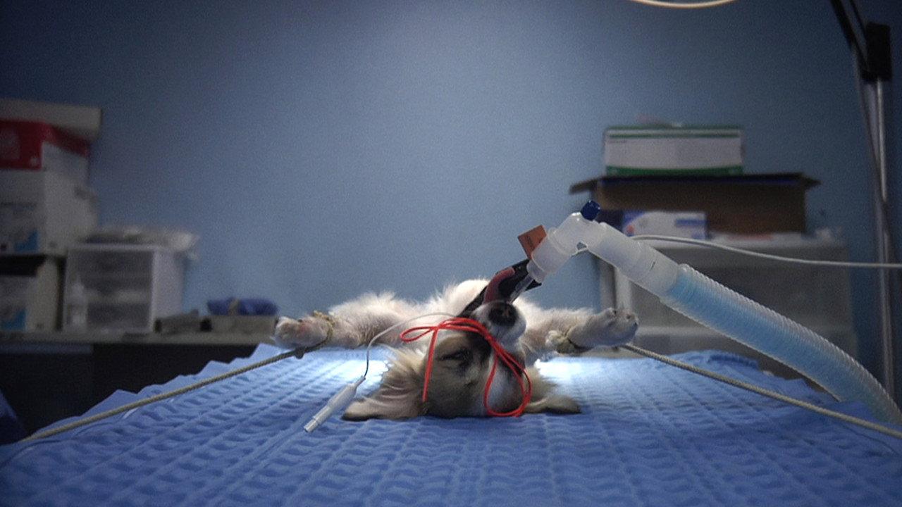 Animals Under Anaesthesia: Speculations on the Dreamlife of Beasts backdrop