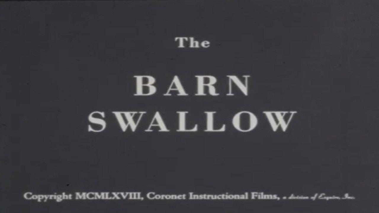 The Barn Swallow backdrop