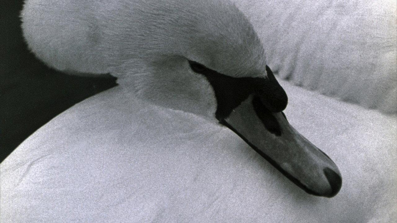Swan backdrop