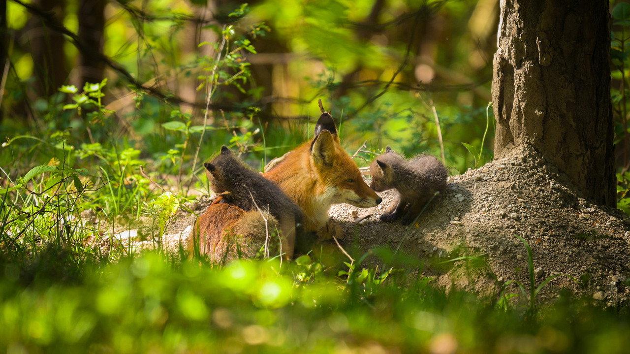 The Secret Life of Fox Cubs backdrop