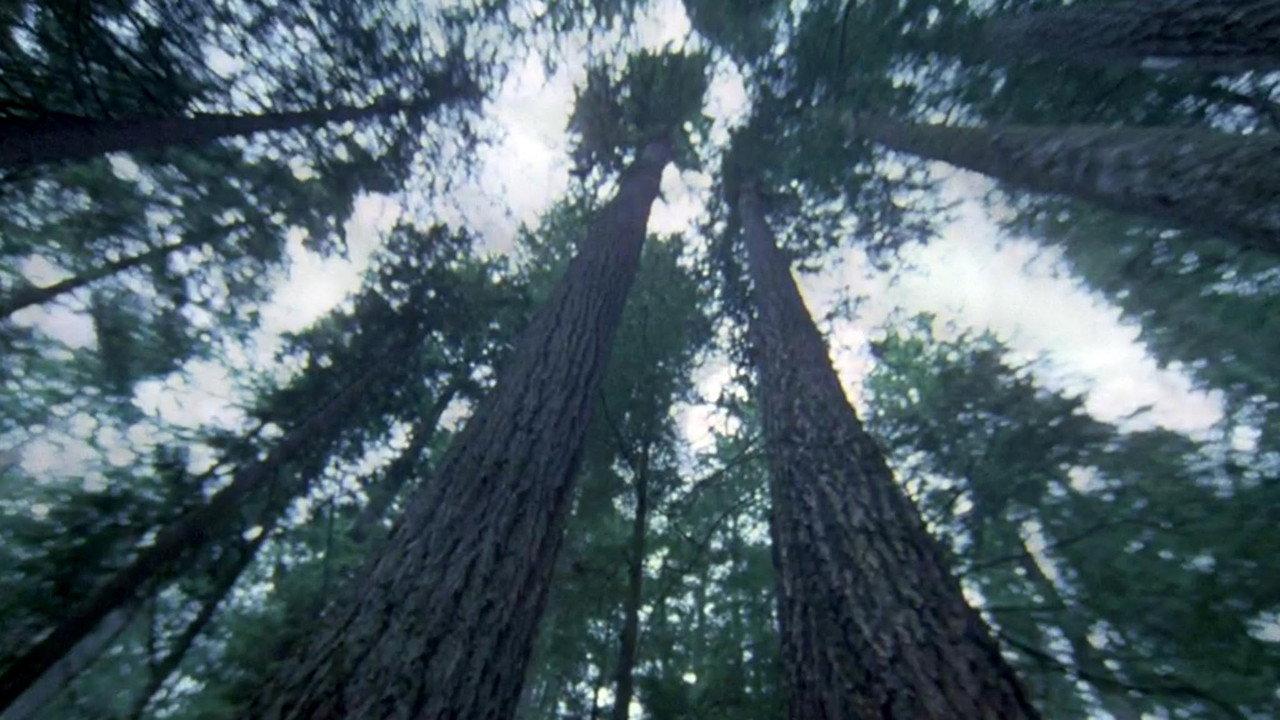 Another Side of the Forest backdrop