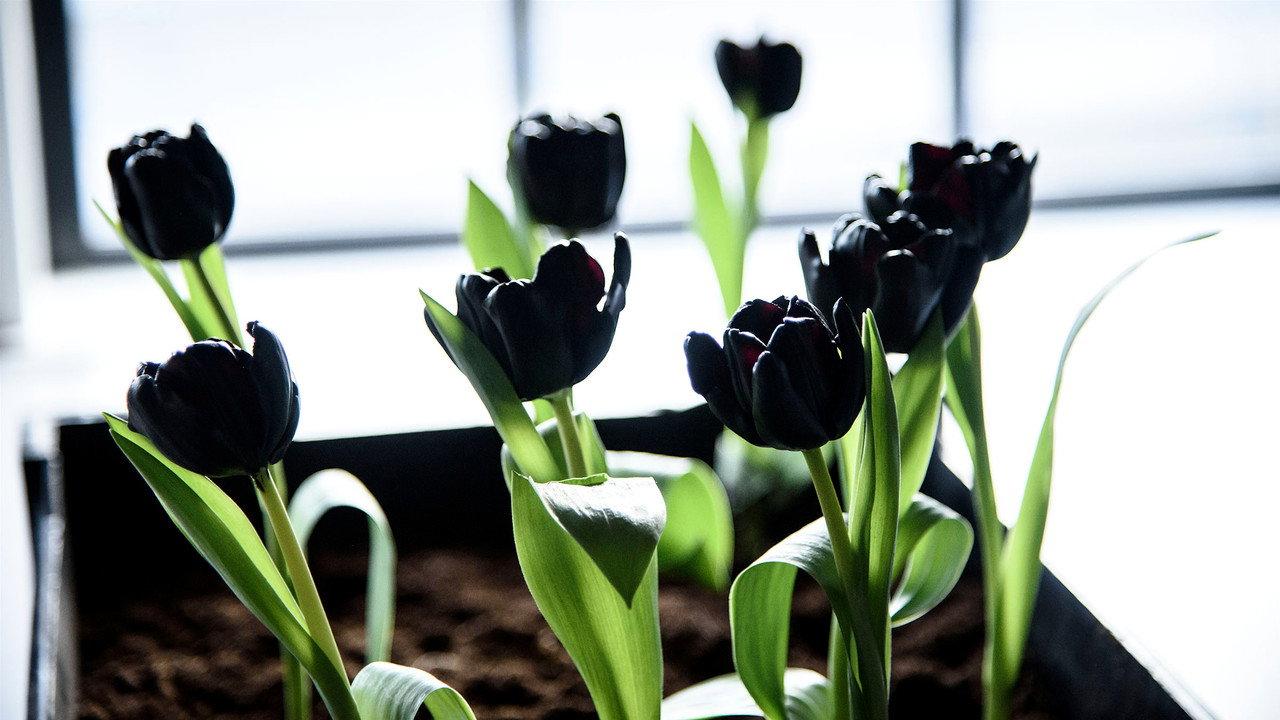 Black Tulip backdrop