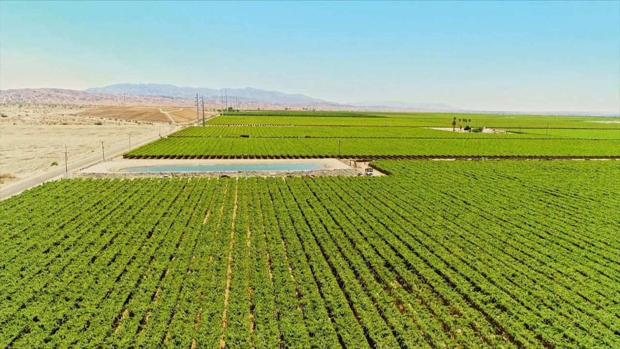 The Green Desert backdrop