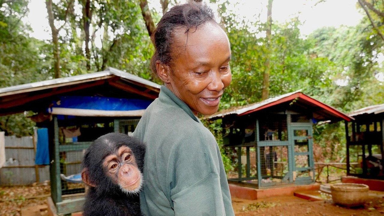 Chimp School backdrop