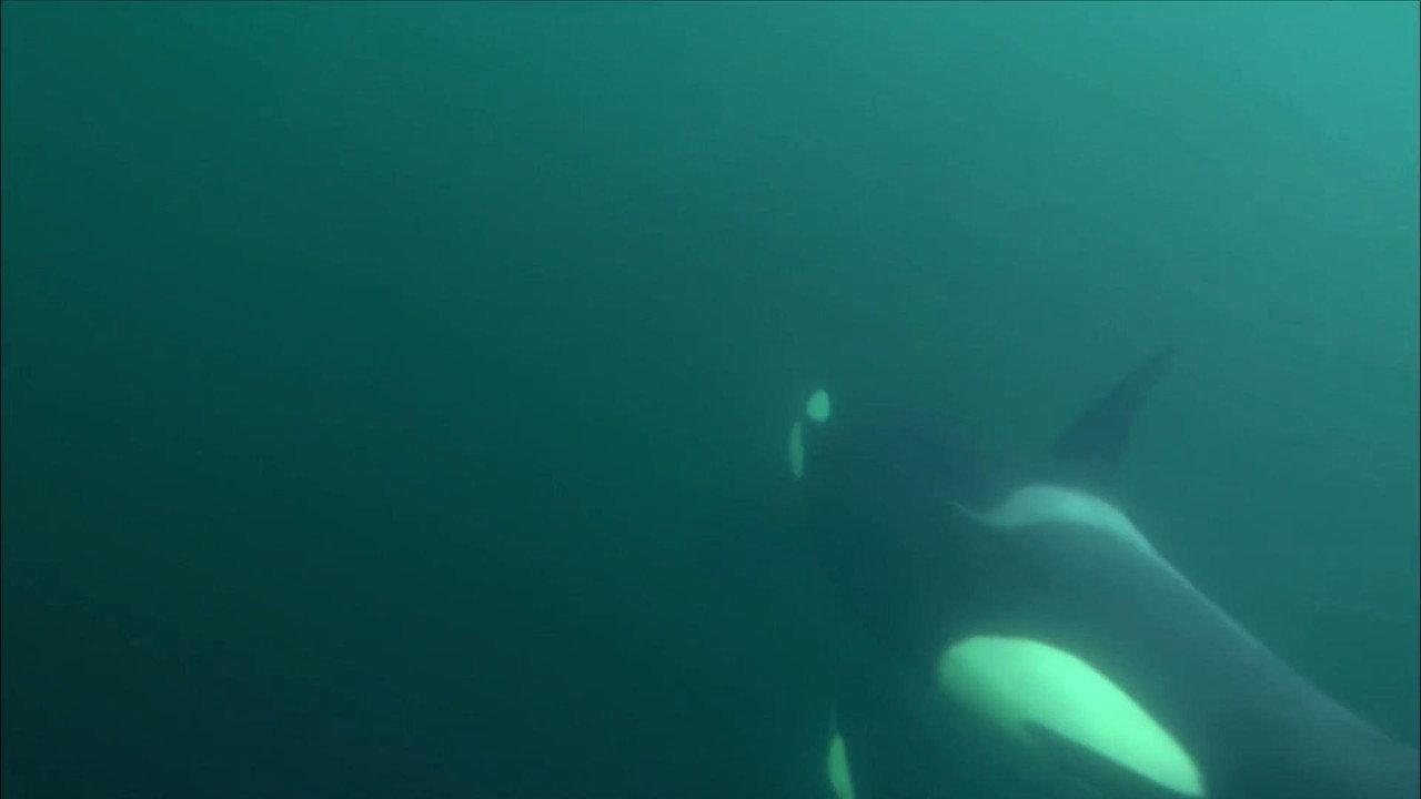Killer Whales - The Ultimate Guide backdrop