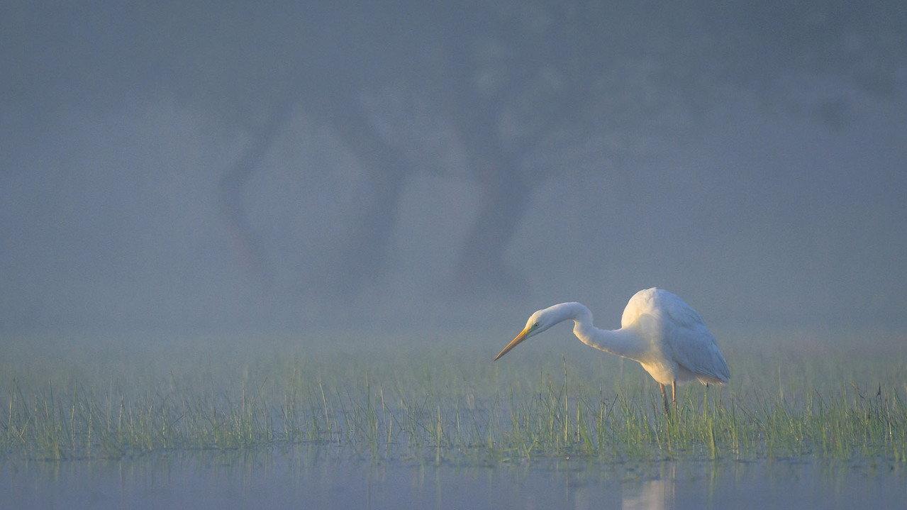 Wild Delta backdrop