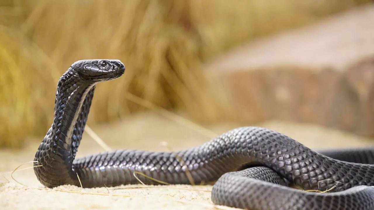 Serial serpents backdrop
